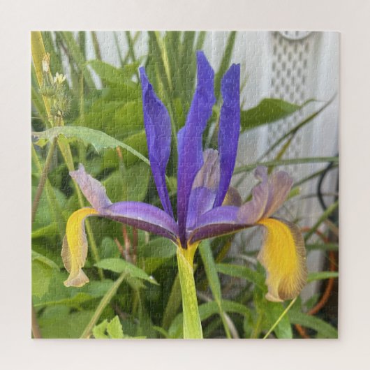 Lila Iris Blume Außenbereich Garten Natur Foto Puzzle (Vertikal)