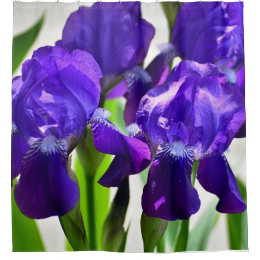 Lila Iris-Blume Duschvorhang (Vorderseite)