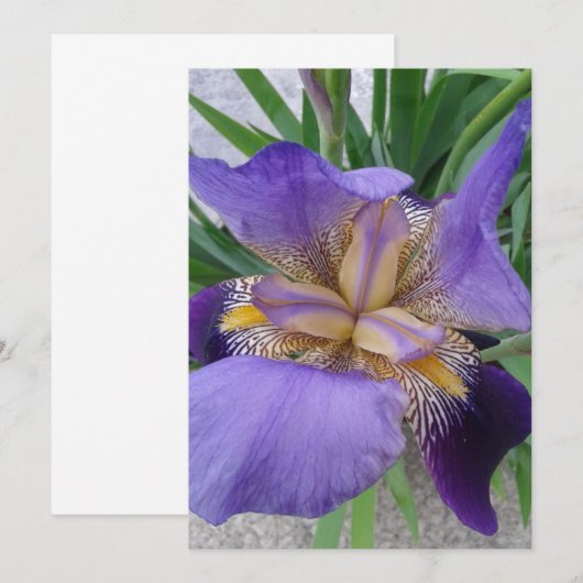 Lila Iris-Blume-Flachkarte (Vorne/Hinten)