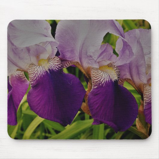 Lila Iris Blume Foto Mousepad (Vorne)