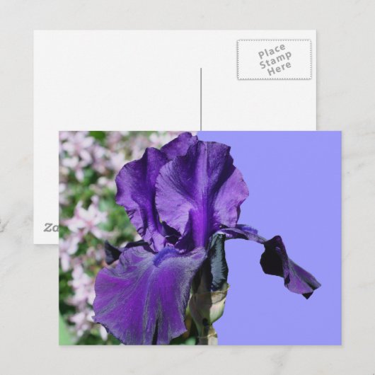 Lila Iris Blume Foto Postkarte (Vorne/Hinten)