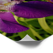 Lila Iris Blume Foto Value Poster (Ecke)