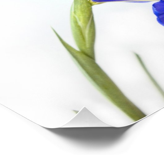 Lila Iris-Blume Fotodruck (Ecke)