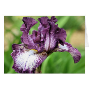 Lila Iris-Blume-Fotokarte
