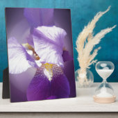 lila Iris-Blume Fotoplatte (Seite)