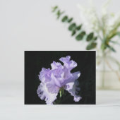Lila Iris-Blume im schwarzen Hintergrund Postkarte (Stehend Vorderseite)