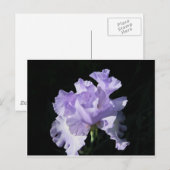 Lila Iris-Blume im schwarzen Hintergrund Postkarte (Vorne/Hinten)