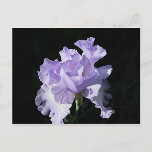 Lila Iris-Blume im schwarzen Hintergrund Postkarte (Vorderseite)
