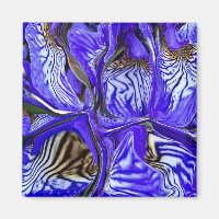 Lila Iris-Blume