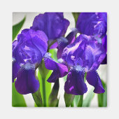 Lila Iris-Blume Magnet (Vorne)