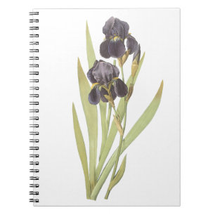 Lila Iris-Blume Notizblock