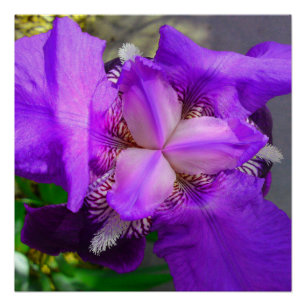 Lila Iris Blume Perfektes Poster