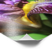 Lila Iris Blume Petal Nah 8x8 Fotodruck (Ecke)