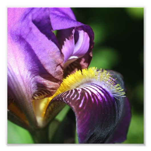 Lila Iris Blume Petal Nah 8x8 Fotodruck (Vorne)