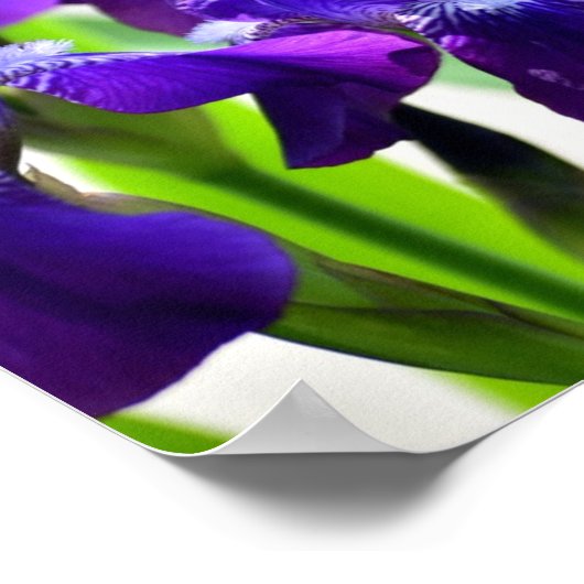 Lila Iris-Blume Poster (Ecke)