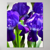 Lila Iris-Blume Poster (Vorne)