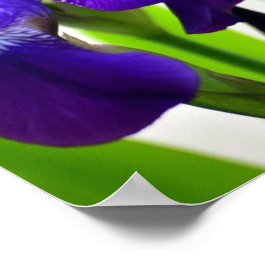 Lila Iris-Blume Poster (Ecke)