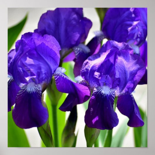 Lila Iris-Blume Poster (Vorne)