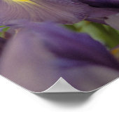 Lila Iris Blume Poster Art drucken (Ecke)