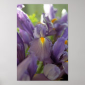 Lila Iris Blume Poster Art drucken (Vorne)