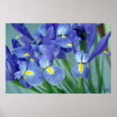 Lila Iris Blume Poster Art drucken (Vorne)