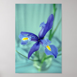 Lila Iris Blume Poster Art drucken