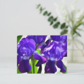 Lila Iris-Blume Postkarte (Stehend Vorderseite)
