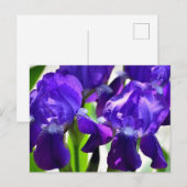 Lila Iris-Blume Postkarte (Vorne/Hinten)