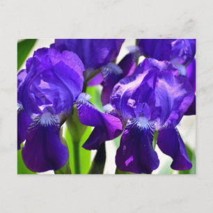 Lila Iris-Blume Postkarte