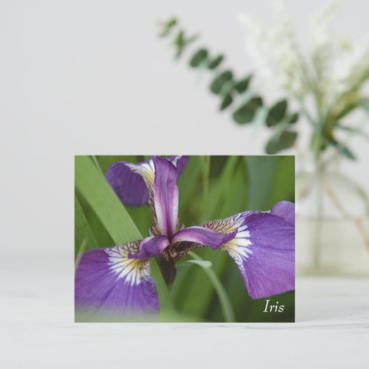 Lila Iris-Blume Postkarte (Stehend Vorderseite)