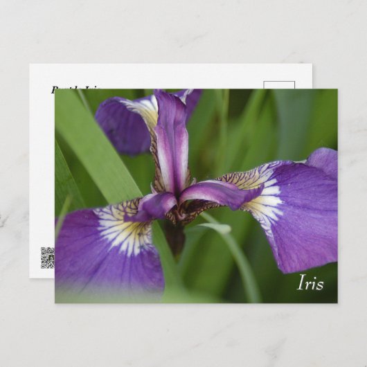 Lila Iris-Blume Postkarte (Vorne/Hinten)
