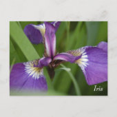Lila Iris-Blume Postkarte (Vorderseite)