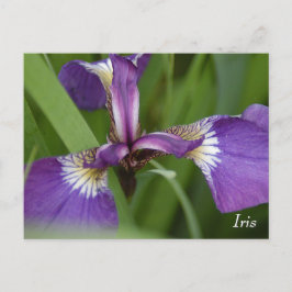 Lila Iris-Blume Postkarte