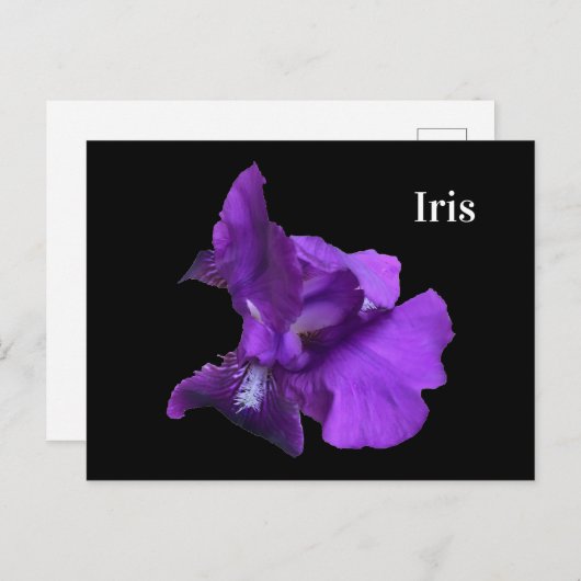 Lila Iris-Blume Postkarte (Vorne/Hinten)