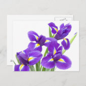lila Iris-Blume Postkarte (Vorne/Hinten)