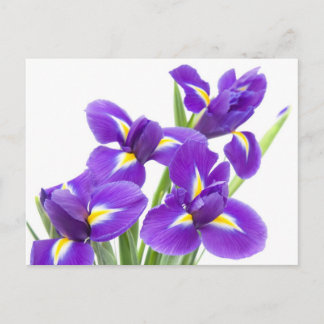 lila Iris-Blume Postkarte