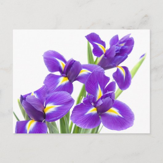 lila Iris-Blume Postkarte (Vorderseite)