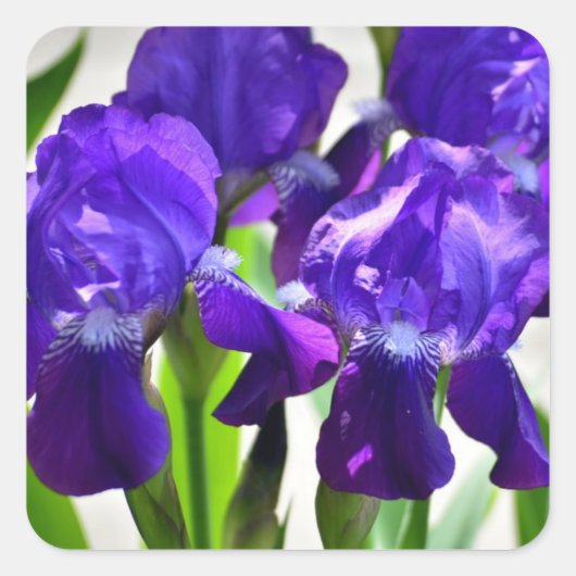 Lila Iris-Blume Quadratischer Aufkleber (Vorderseite)