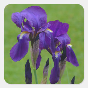 Lila Iris-Blumen-Aufkleber Quadratischer Aufkleber