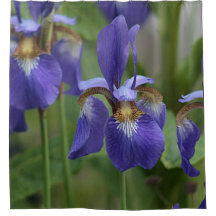 Lila Iris-Blumen