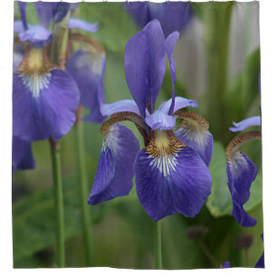 Lila Iris-Blumen Duschvorhang