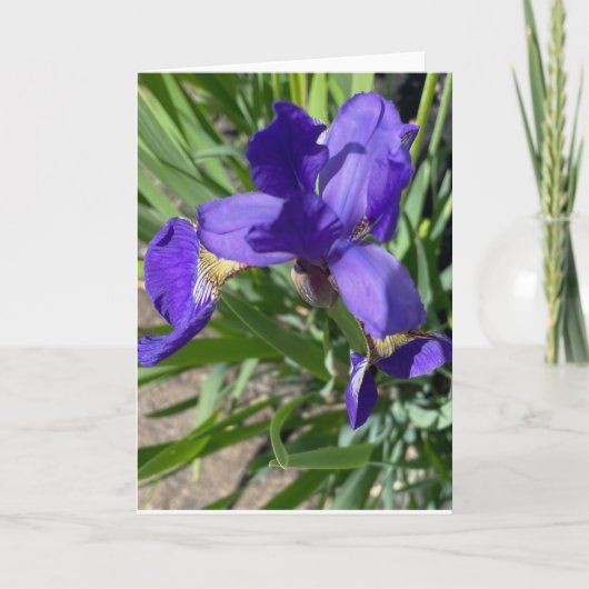 Lila-Iris-Blumen-Fotografie-Gruß Karte (Vorderseite)