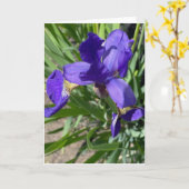 Lila-Iris-Blumen-Fotografie-Gruß Karte (Gelbe Blume)