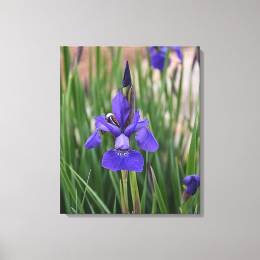 Lila Iris Botanical Floral Leinwanddruck (Vorderseite)