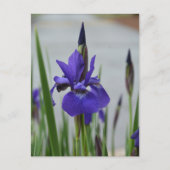 Lila Iris Botanical Floral Postkarte (Vorderseite)