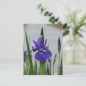 Lila Iris Botanical Floral Postkarte (Stehend Vorderseite)
