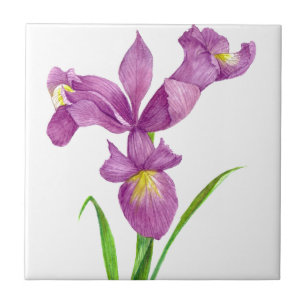 Lila Iris Botanische Blumenart Fliese