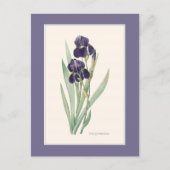 Lila Iris Botanische Redoute Postkarte (Vorderseite)