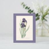 Lila Iris Botanische Redoute Postkarte (Stehend Vorderseite)