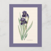 Lila Iris Botanische Redoute Postkarte (Vorderseite)